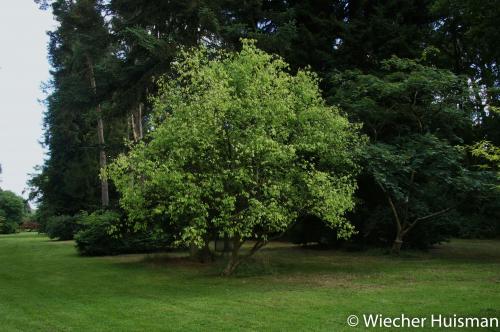 Euonymus bungeanus Westonbirt