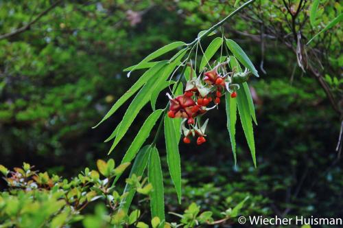 Euonymus cornutus, Gimborn