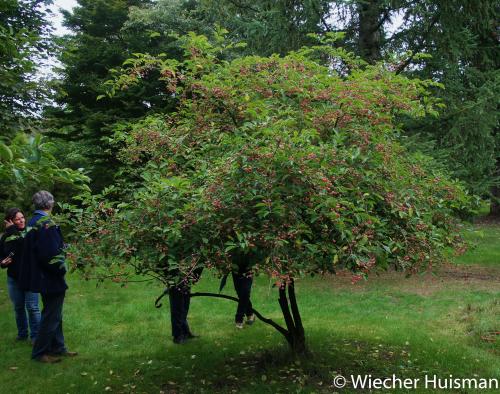 Euonymus hamiltonianus 'Red Elf' Gimborn