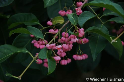 Euonymus hamiltonianus spp sieboldianus, Gimborn