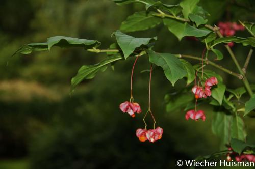Euonymus latifolius, Gimborn