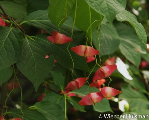 Euonymus macropterus, Gimborn
