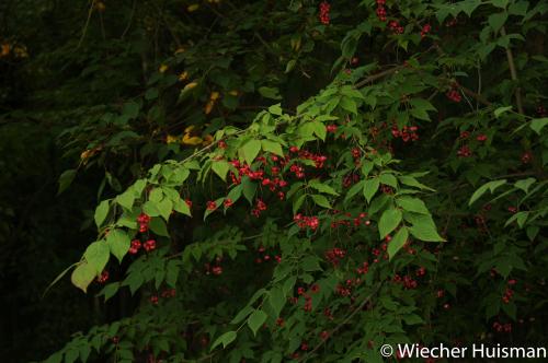 Euonymus maximowiczianus, Gimborn