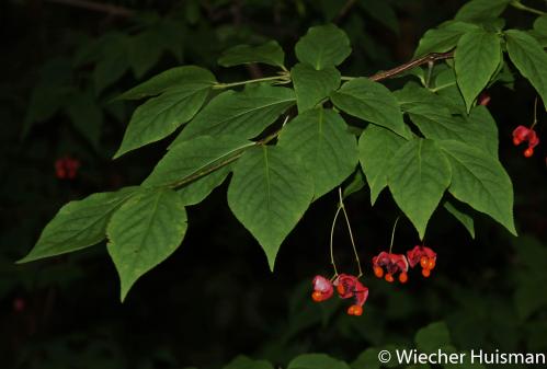 Euonymus maximowiczianus, Gimborn