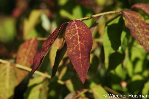 Euonymus oxyphyllus Gasselte