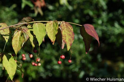 Euonymus oxyphyllus Gasselte