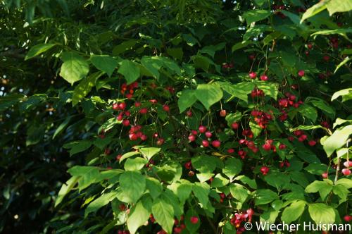 Euonymus planipes Gasselte