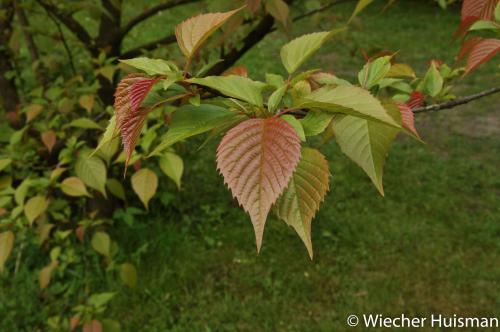 Euptelea polyandra Poort Bulten