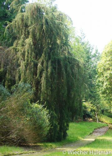 Fitzroya cupressoides