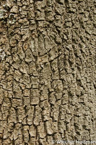 Fraxinus angustifolia 'Wollastonii'