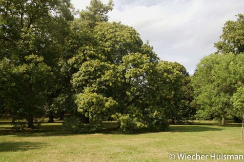 Fraxinus ornus Kew