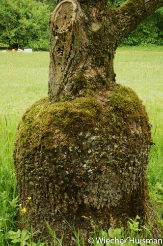 Fraxinus quadrangulata