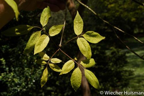 Fraxinus rhyncophylla 
