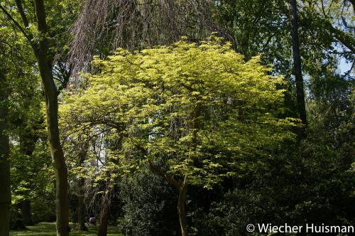 Fraxinus rhyncophylla