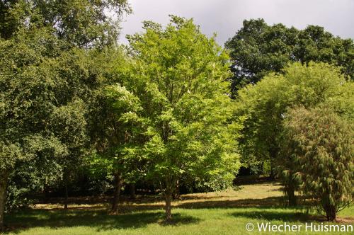 Fraxinus spaethiana Hillier