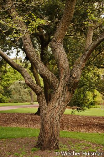 Hemiptelea davidii Edinburgh