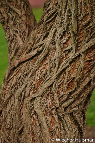Hemiptelea davidii Edinburgh