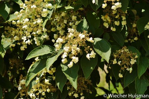 Hydrangea heteromalla Wakehurst