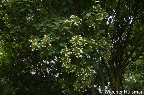 Hydrangea heteromalla Westonbirt
