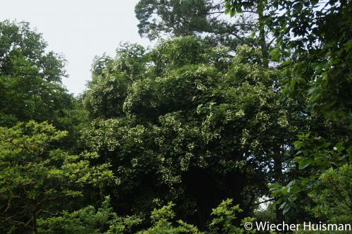 Hydrangea heteromalla Westonbirt