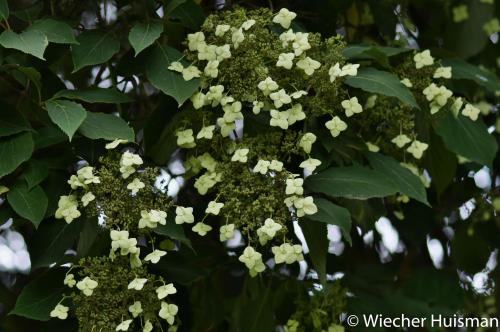 Hydrangea heteromalla Westonbirt