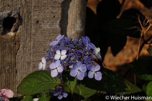 Hydrangea serrata var. yesoensis Gasselte