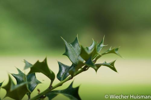 Ilex spinigera Silkwood