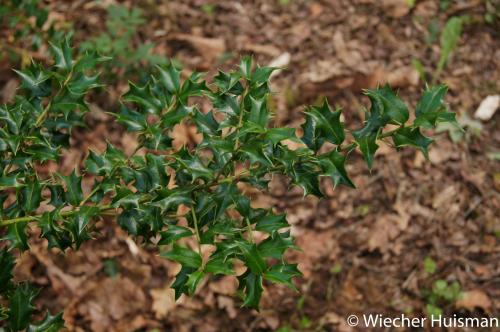 Ilex spinigera Silkwood