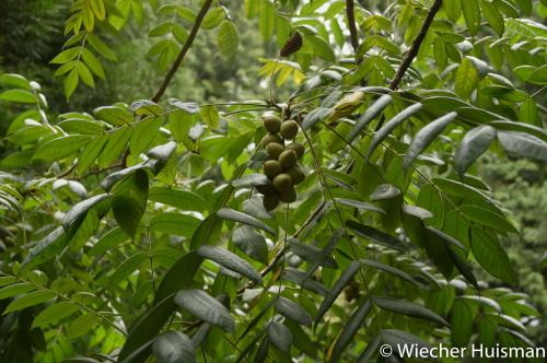 Juglans mandshurica var, sachalinensis