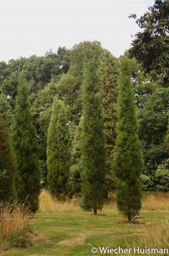 Juniperus atlantica Kew