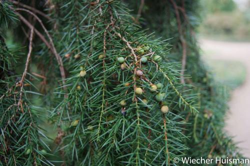 Juniperus communis 'Oblonga Pendula'