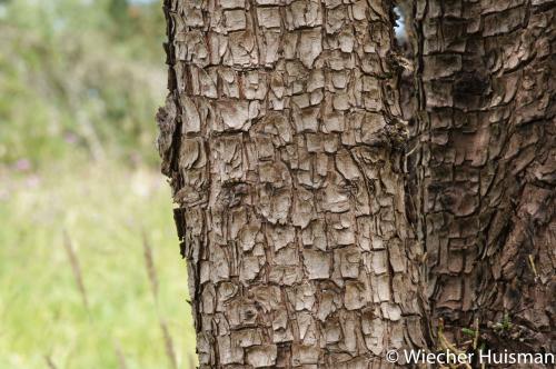 Juniperus deppeana var pachyphlaea Wakehurst