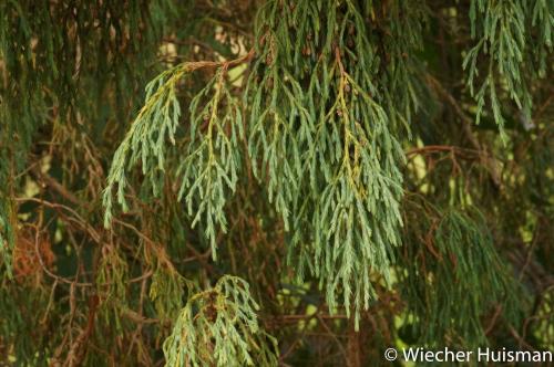 Juniperus recurva Silkwood