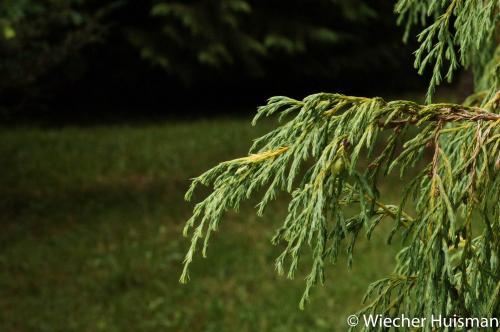 Juniperus recurva Silkwood