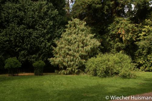 Juniperus recurva Silkwood