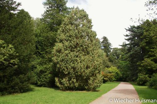Juniperus recurva Silkwood