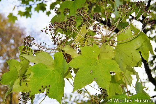 Kalopanax septemlobus