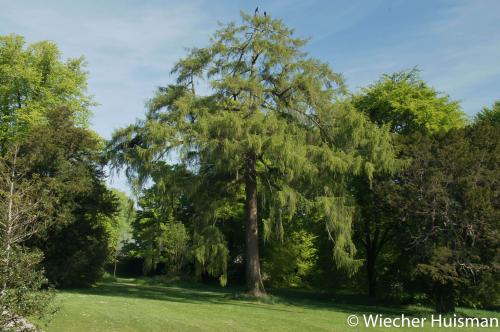 Larix decidua