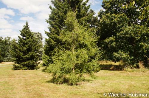 Larix gmelinii var gmelinii Kew