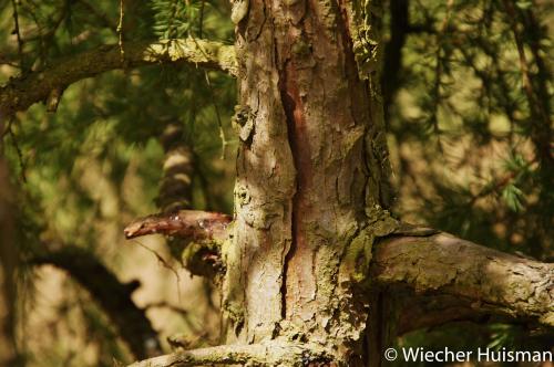 Larix gmelinii var gmelinii Kew