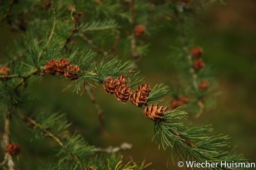 Larix laricina Kew