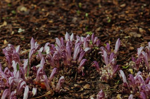 Lathraea-clandestina - Wiecher Huisman