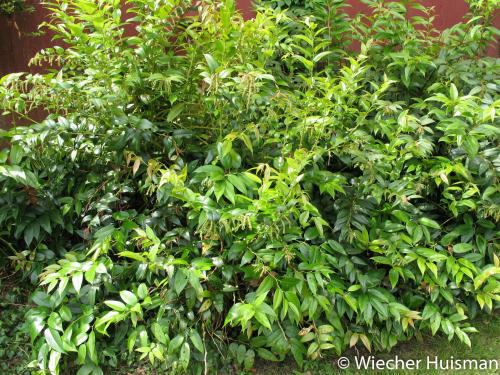 Leocothoë fontanesiana