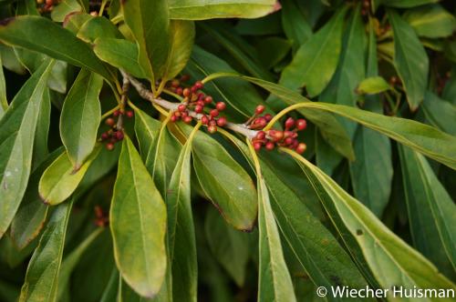 Lindera umbellata