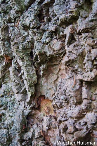 Liriodendron tulipifera