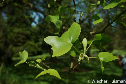 Liriodendron tulipifera 'Contortum'