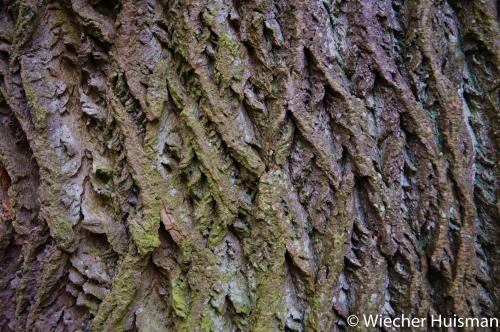 Liriodendron tulipifera