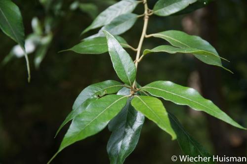 Lithocarpus dealbatus Hillier