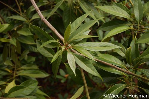 Lithocarpus henryi Hillier