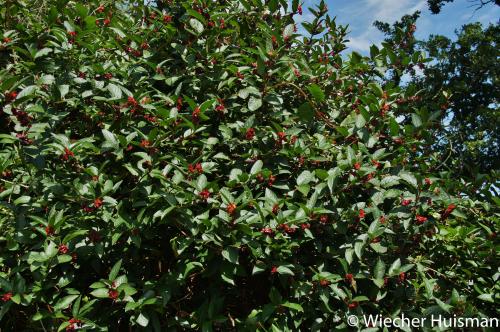 Lonicera involucrata var ledebourii